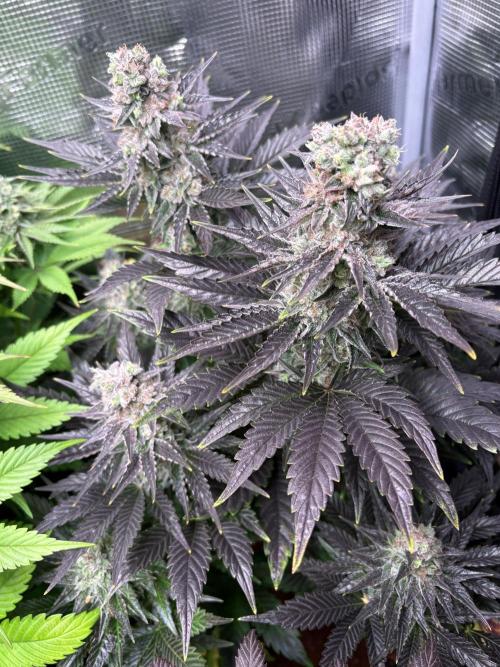 Grape Diamonds x Grandpas Cookies #6. Week 10