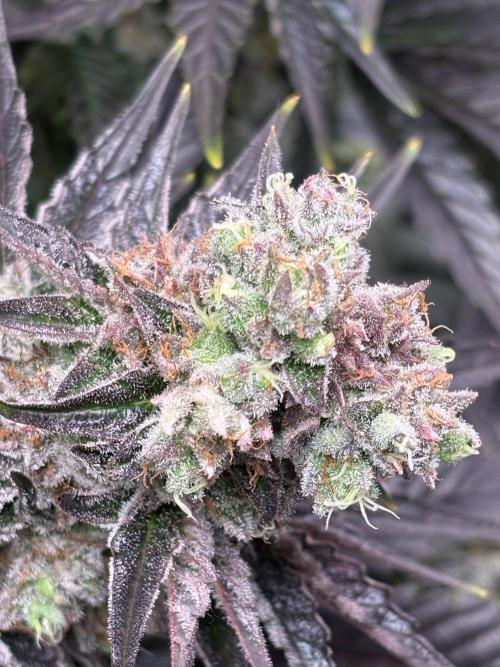 Grape Diamonds x Grandpas Cookies #6. Week 10