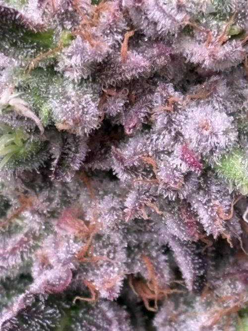 Grape Diamonds x Grandpas Cookies #6. Week 10