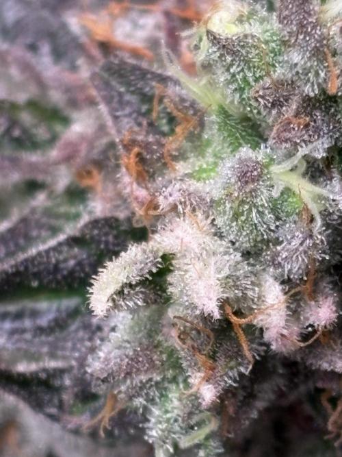 Grape Diamonds x Grandpas Cookies #6. Week 10