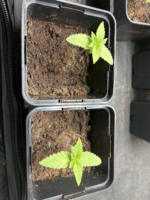 🍊 Mimozz – Glazed in Terps. Week 1