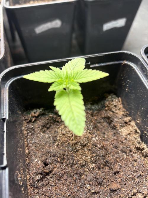 🍊 Mimozz – Glazed in Terps. Week 1