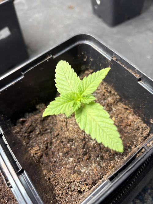 🍊 Mimozz – Glazed in Terps. Week 1