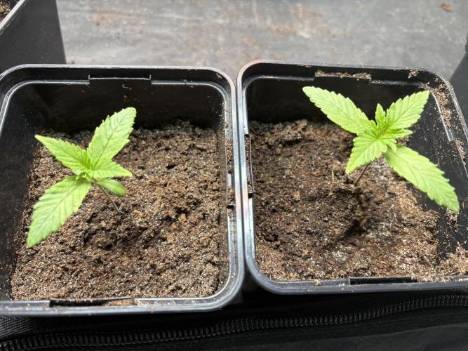 ✨ Strawberry Skilla – Terp Explosion. Week 1