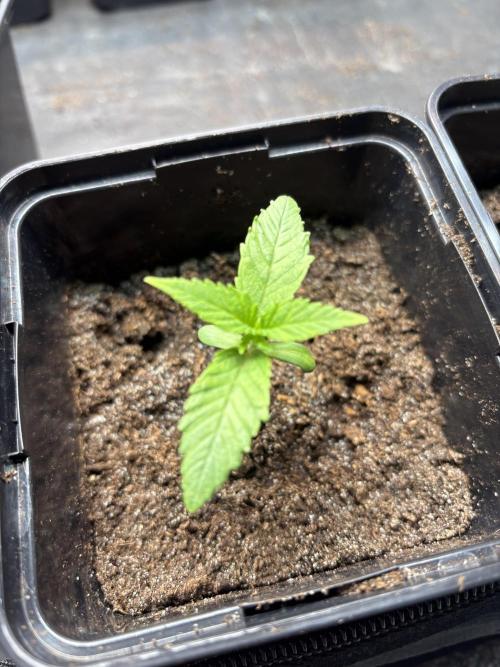 ✨ Strawberry Skilla – Terp Explosion. Week 1
