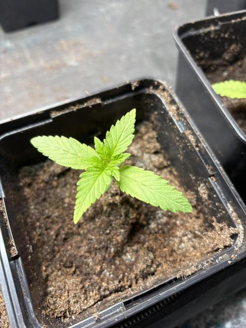 ✨ Strawberry Skilla – Terp Explosion. Week 1