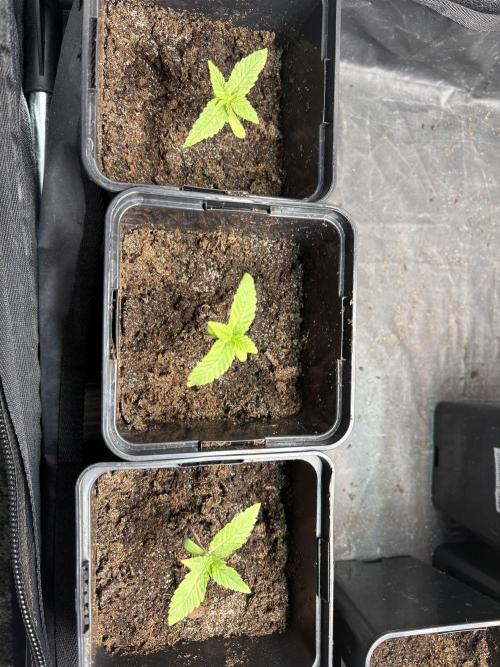 Project Lemon Orange: Zesty & Frosty. Week 1