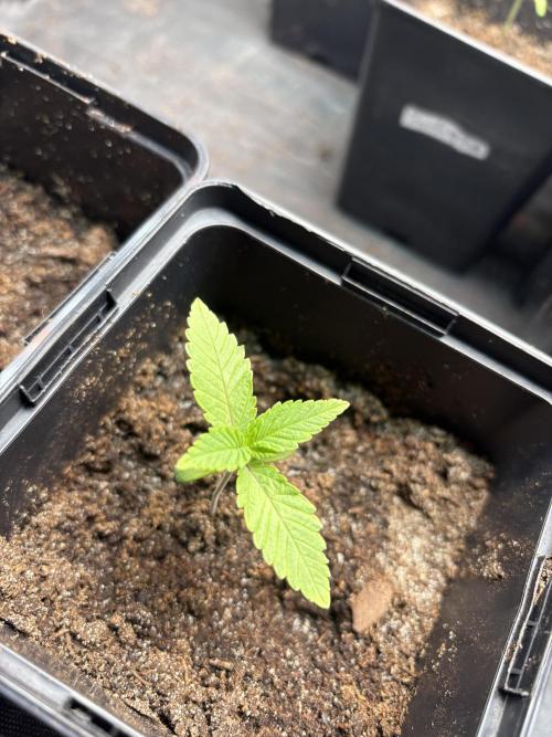 Project Lemon Orange: Zesty & Frosty. Week 1
