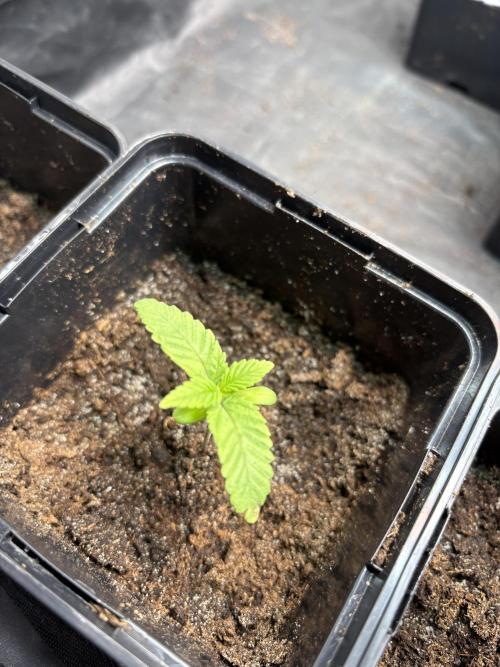 Project Lemon Orange: Zesty & Frosty. Week 1