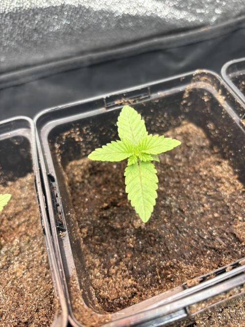 The Permanent Run. Week 1