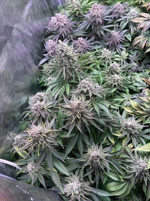 Masterpiece from Start to Harvest. Week 11