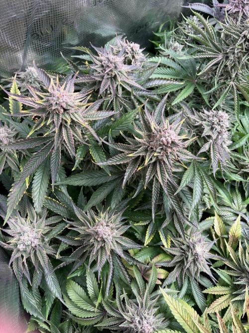 Masterpiece from Start to Harvest. Week 11
