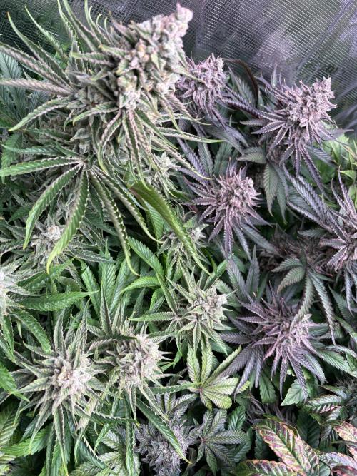 Masterpiece from Start to Harvest. Week 11