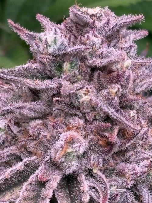 Masterpiece from Start to Harvest. Week 11