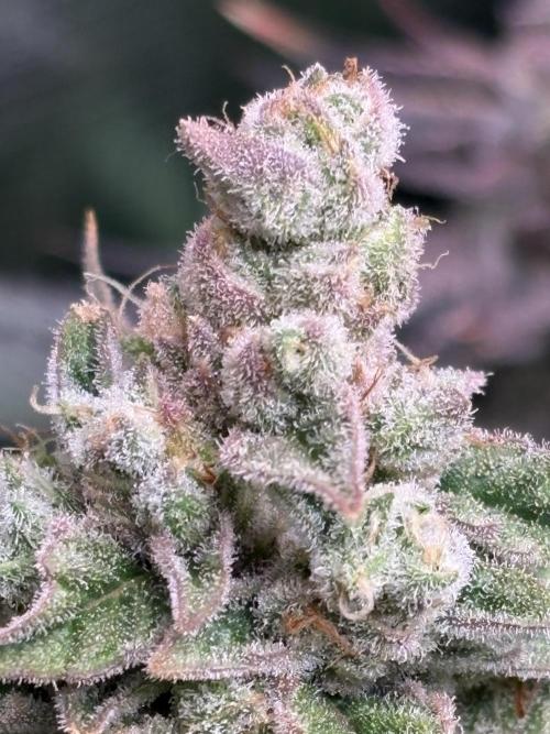 Masterpiece from Start to Harvest. Week 11