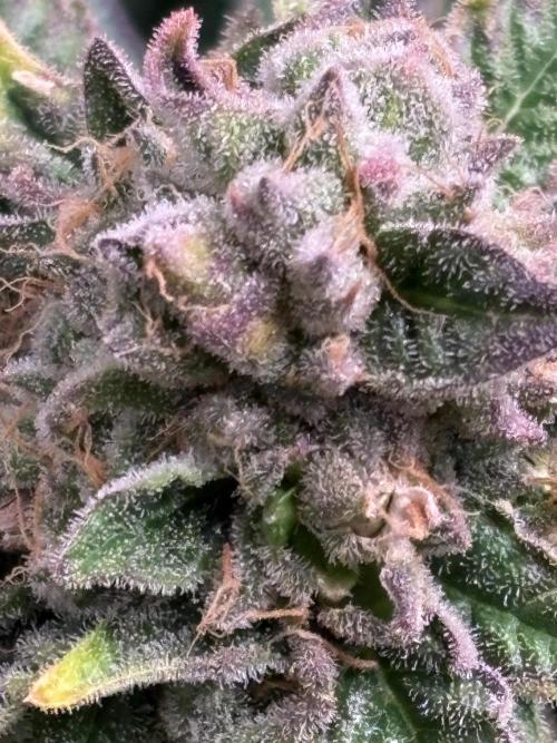 Masterpiece from Start to Harvest. Week 11