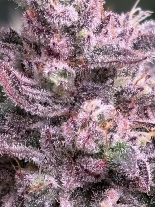 Masterpiece from Start to Harvest. Week 11