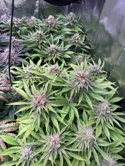 Brake Dust Dreams, Break Pad Breath Grow. Week 11