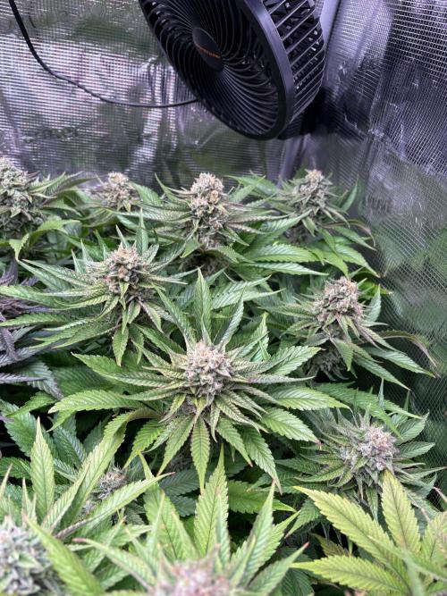 Brake Dust Dreams, Break Pad Breath Grow. Week 11