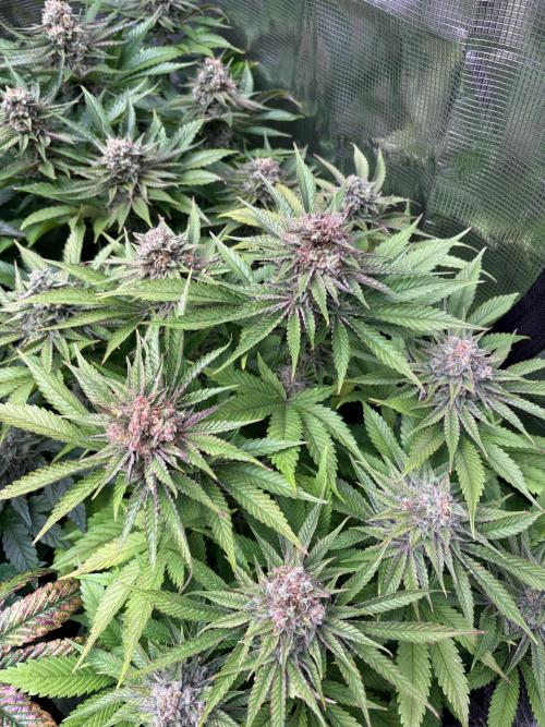 Brake Dust Dreams, Break Pad Breath Grow. Week 11