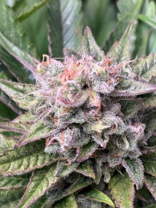 Brake Dust Dreams, Break Pad Breath Grow. Week 11
