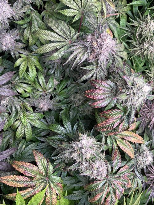 Milk & Terps – Coco Milk Diary. Week 11