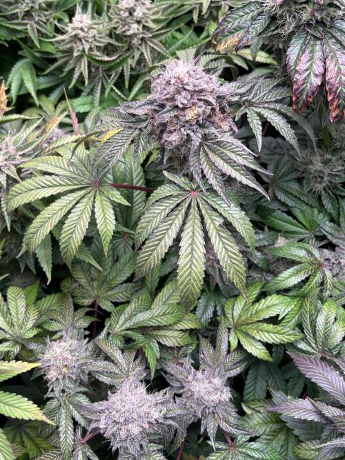 Milk & Terps – Coco Milk Diary. Week 11