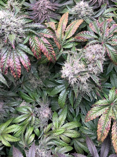 Milk & Terps – Coco Milk Diary. Week 11