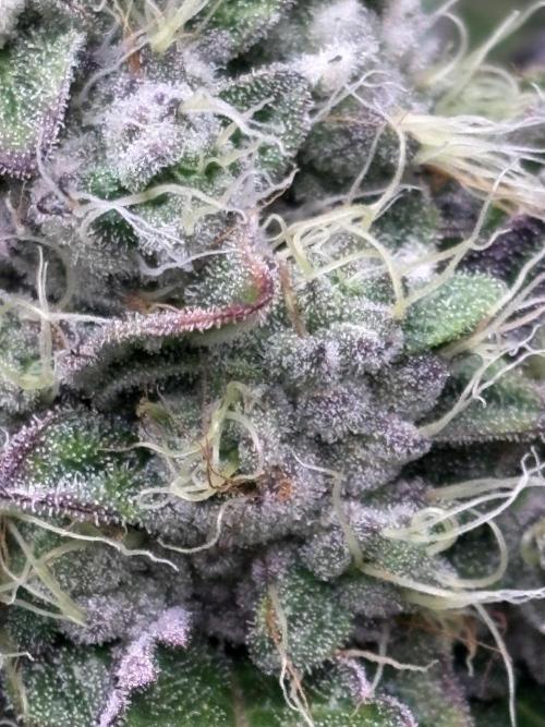 Milk & Terps – Coco Milk Diary. Week 11