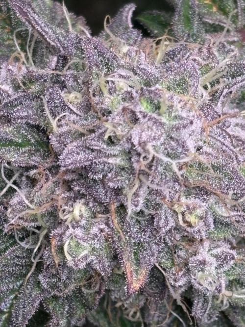 Milk & Terps – Coco Milk Diary. Week 11