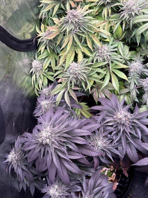 London Mint Cycle. Week 11