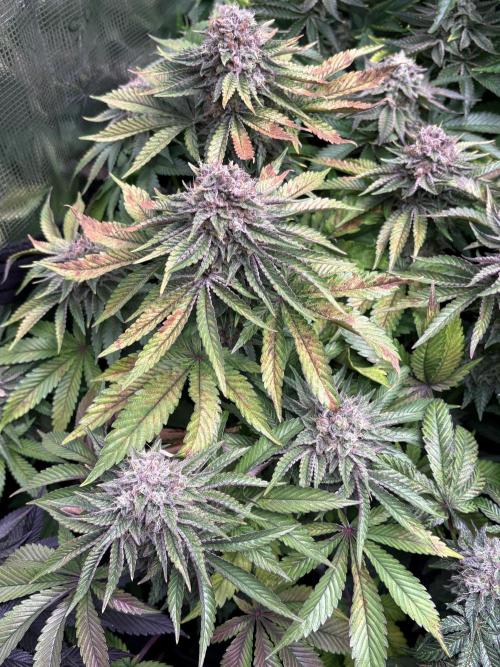 London Mint Cycle. Week 11