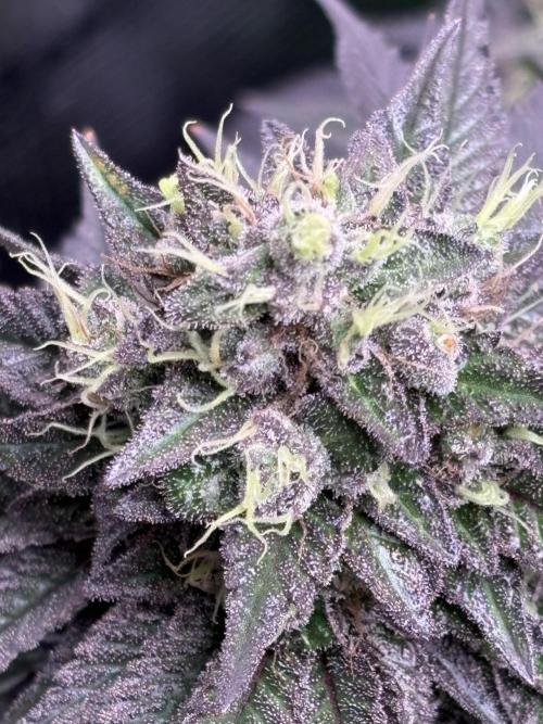 London Mint Cycle. Week 11