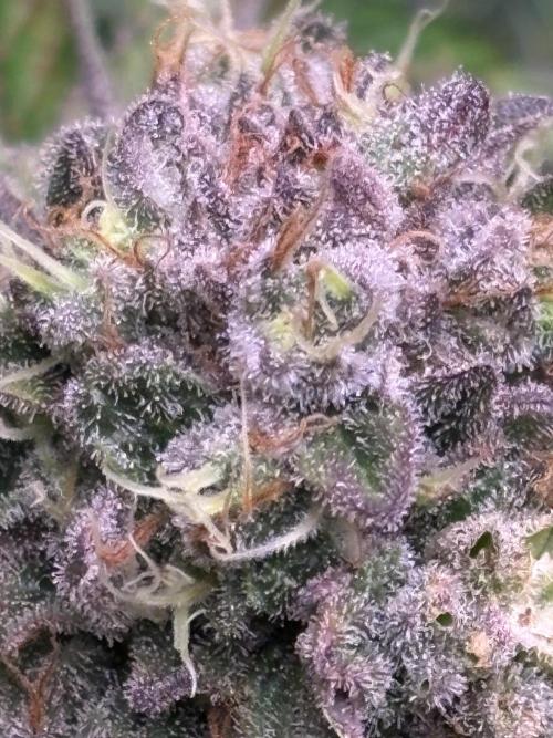 London Mint Cycle. Week 11