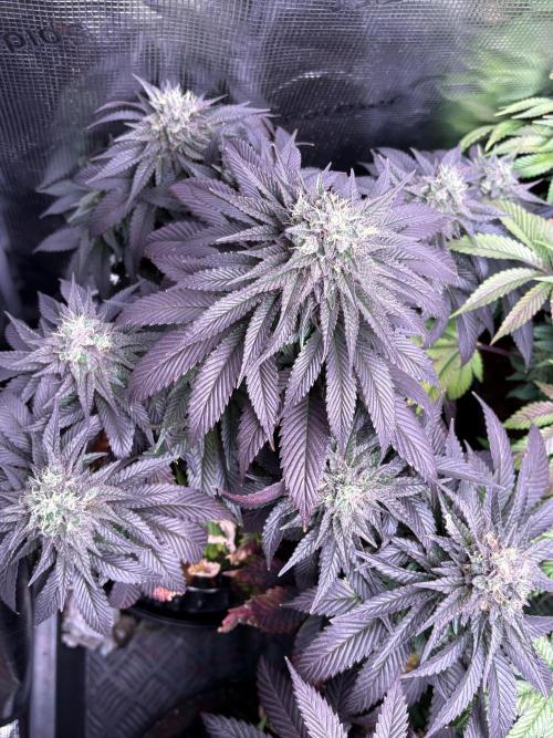 London Mint Cycle. Week 11