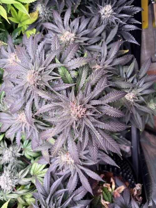 Lemon Cherry Royale – Grow Log. Week 11