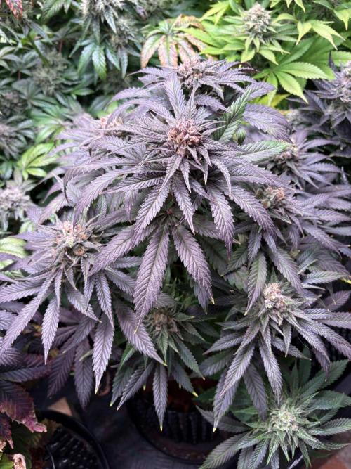 Lemon Cherry Royale – Grow Log. Week 11