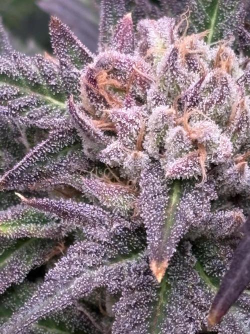 Lemon Cherry Royale – Grow Log. Week 11