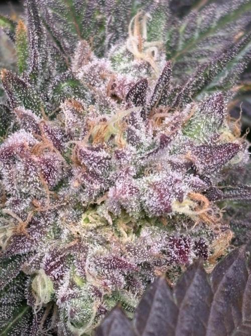 Lemon Cherry Royale – Grow Log. Week 11
