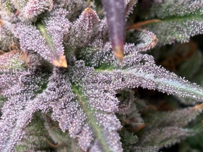 Lemon Cherry Royale – Grow Log. Week 11