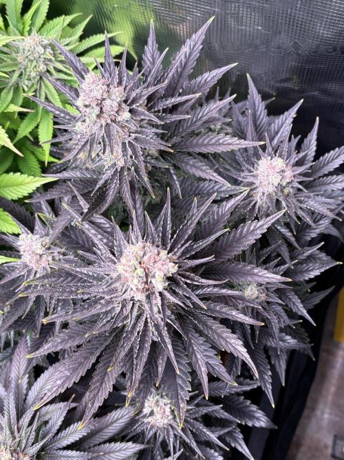 Grape Diamonds x Grandpas Cookies #6. Week 11