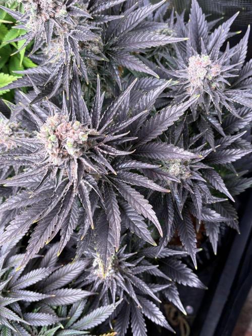 Grape Diamonds x Grandpas Cookies #6. Week 11