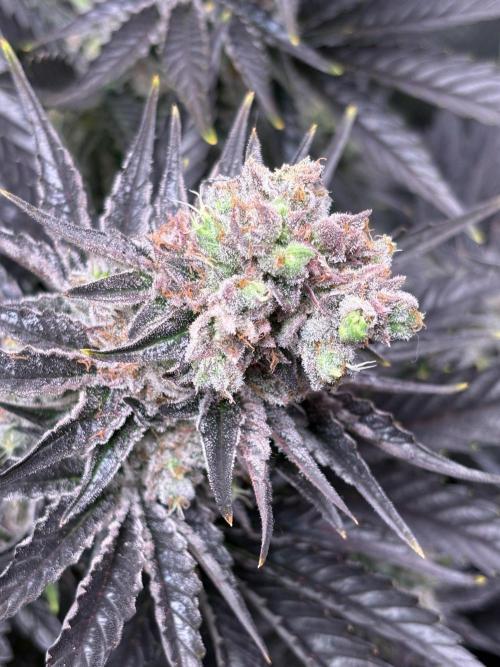 Grape Diamonds x Grandpas Cookies #6. Week 11