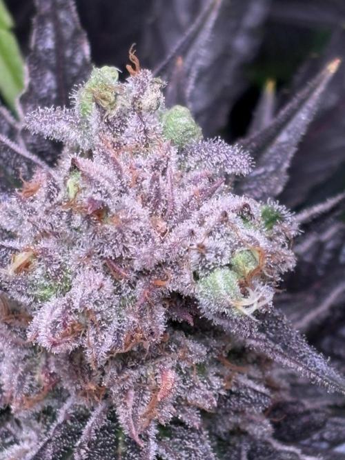 Grape Diamonds x Grandpas Cookies #6. Week 11