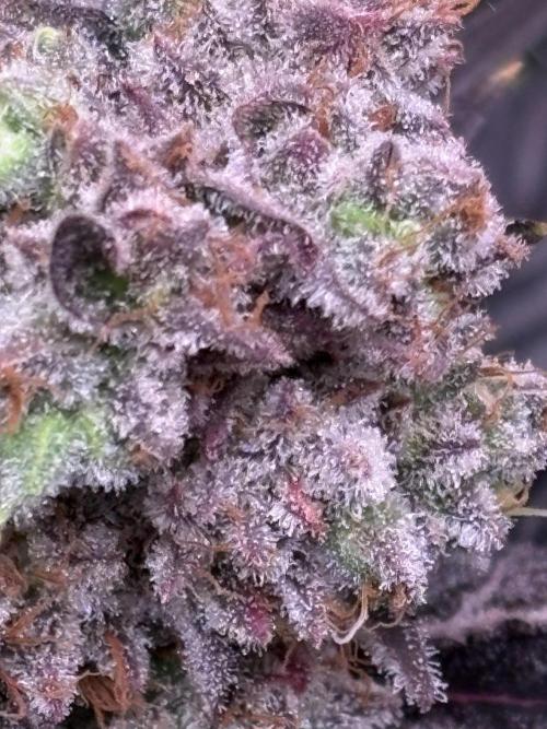 Grape Diamonds x Grandpas Cookies #6. Week 11