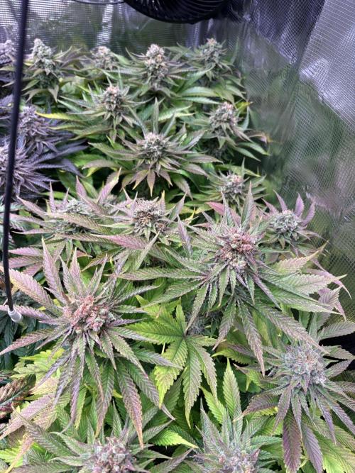 Brake Dust Dreams, Break Pad Breath Grow. Week 12