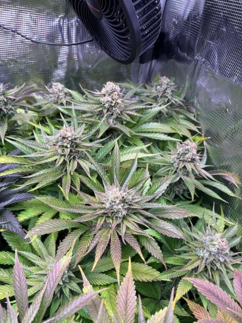Brake Dust Dreams, Break Pad Breath Grow. Week 12