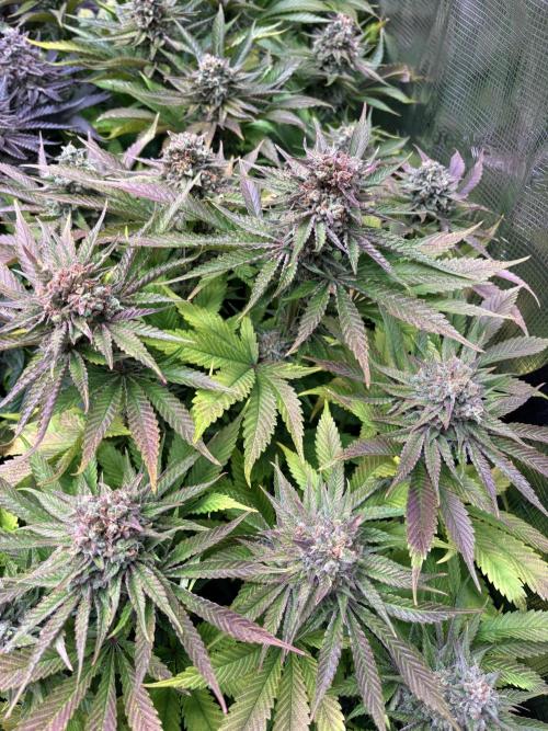 Brake Dust Dreams, Break Pad Breath Grow. Week 12