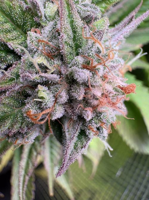 Brake Dust Dreams, Break Pad Breath Grow. Week 12