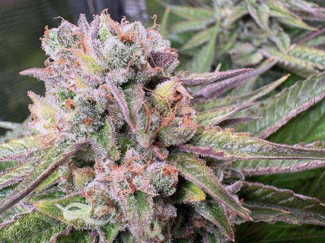 Brake Dust Dreams, Break Pad Breath Grow. Week 12